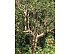 2024 Dian Hong Black Tea Old Trees 