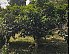 2024 Dian Hong Black Tea Old Trees 