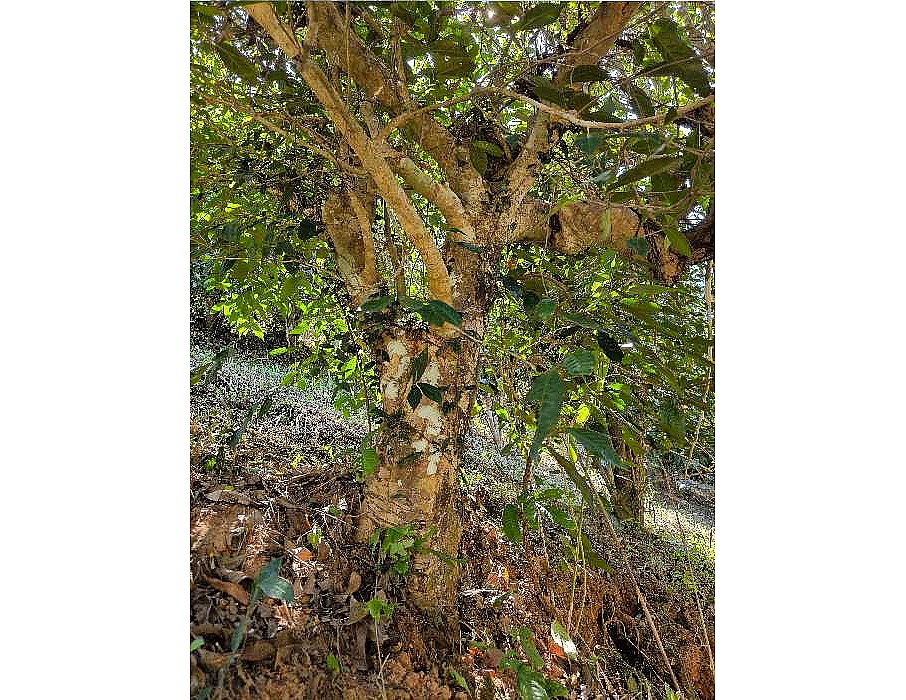 Thai old tea trees
