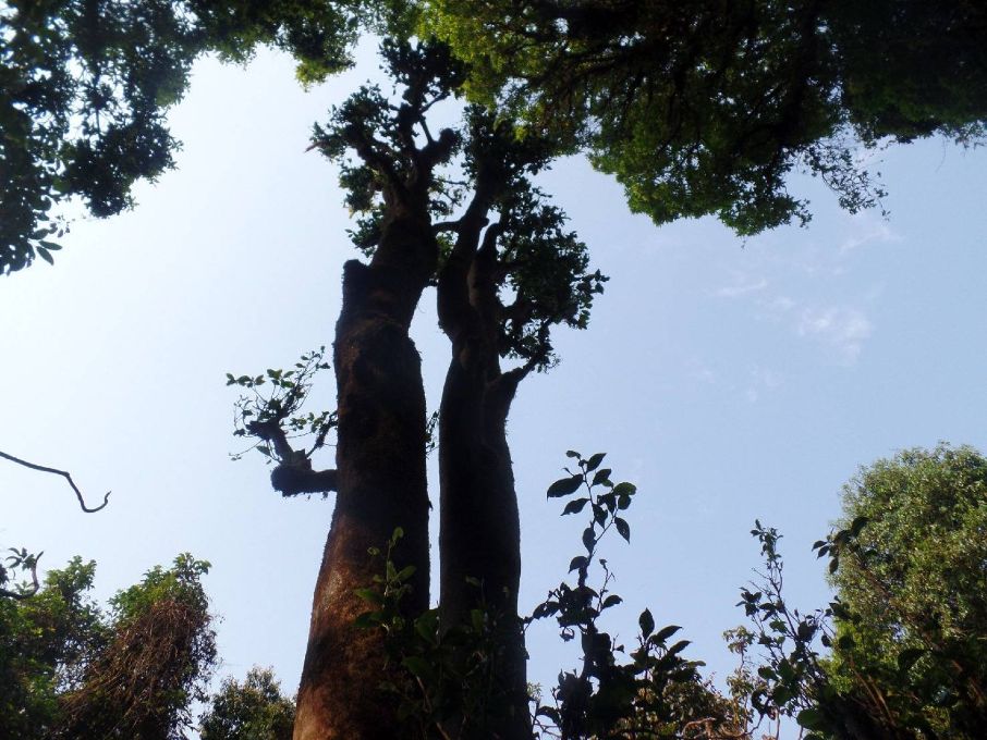 Wild tree 1300 y. o.