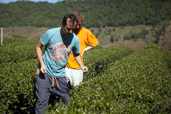 Inspection of the oolong tea plantation